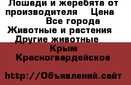 Лошади и жеребята от производителя. › Цена ­ 120 - Все города Животные и растения » Другие животные   . Крым,Красногвардейское